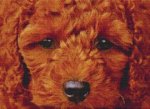 Through the Eyes of a Poodle (image for) Through the Eyes of a Poodle